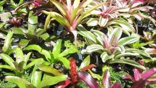 Neoregelia bromeliads explained care sun tolerance growth habit [upl. by Ardnaeel]