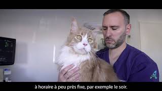 Comment mesurer la fréquence respiratoire chez le chat [upl. by Alekat]