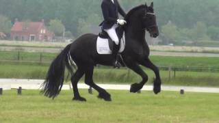 Friesian Stallion Zeus Z1 dressage [upl. by Thorlie]