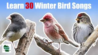 Learn 30 Winter Common Backyard Bird Songs and Calls Eastern North America [upl. by Fennie]