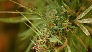 What You Need To Know About CBD Oil The Health Craze Getting National Buzz  NBC Nightly News [upl. by Magena333]