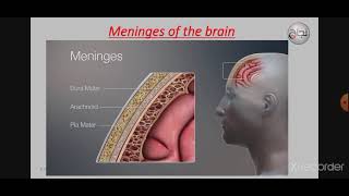 meninges and CSF  Anatomy L11  Revision [upl. by Okihcim]