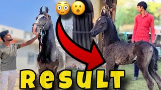 इस घोड़े के रिजल्ट बहुत सुंदर है horse horsecare explore marwarihorse marwarihorseteam [upl. by Ssur]