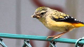 Spotted pardalote  taking insect to nest [upl. by Sehcaep]