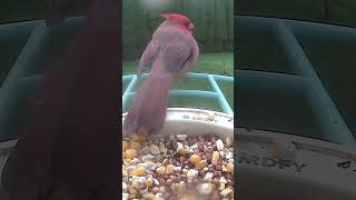 Cardinal birds chirping [upl. by Vowel]