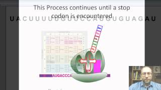 DNA to RNA to Protein [upl. by Christianson]