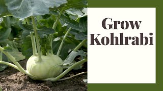 How To Grow Kohlrabi For Beginners in Zone 6 [upl. by Ihtraa]