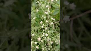 parthenium hysterophorus harmful plants plantlife [upl. by Arracat]