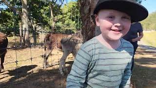 Borumba Deer Park With Carter [upl. by Deirdre]