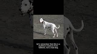 The Dalmatian Puppys Surprising Transformation [upl. by Araem]