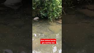 Dapat Ikan Boloso besar ges shortvideo like fishing spotsungai nature trendingshorts shorts [upl. by Eudo]