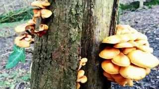 Meet the vibrant velvet shank Flammulina velutipes [upl. by Hamimej]