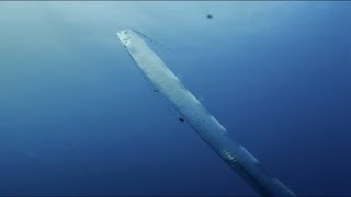 Giant Sea Serpent Meet the Myth  4K Documentary [upl. by Aehsel]