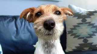 Funny Jack Russell Terrier Compilation [upl. by Iphigenia614]