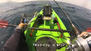 kayak fishing【キターw】 ワラサ 新規開拓 青物 祭り？ カヤックフィッシング [upl. by Olrak246]