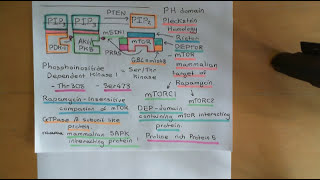 The PI3K  AKT  mTOR Pathway and Cancer Part 5 [upl. by Reddy]