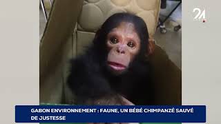 GABON ENVIRONNEMENT FAUNE UN BÉBÉ CHIMPANZÉ SAUVÉ DE JUSTESSE [upl. by Notnilk]