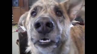 The Talking Dog video is a classic [upl. by Boothman]