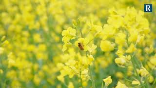 DroplegDüsensystem zur bienenschonenden Ausbringung von Pflanzenschutzmitteln [upl. by Maddocks419]