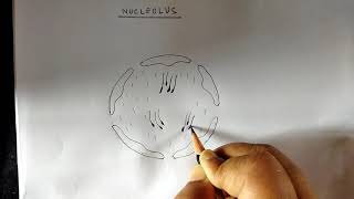 How to draw nucleolus [upl. by Ashbey314]