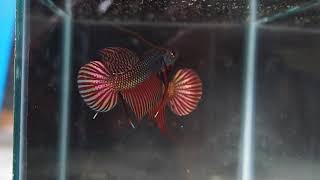 Wild betta copper smaragdinas flaring at one another [upl. by Crosby]