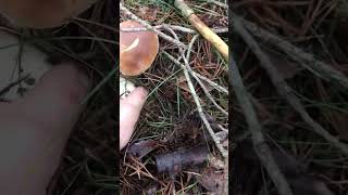 mushroom boletus nature boletusedulis fungi cepes ceps food porcini [upl. by Fidellia]