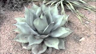 005  Paradise Garden  The Texas Hill Country Landscape Cacti amp Succulents [upl. by Clayborne768]