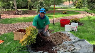 Gardeners Almanac May 3  Planting Conifers [upl. by Ical]