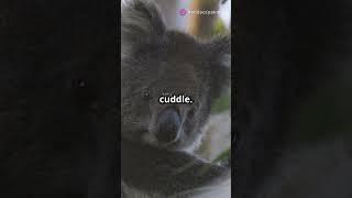 Life of a Koala koala wildlife wildanimals viralshorts fyp zoo animals endangeredspecies [upl. by Feldman]