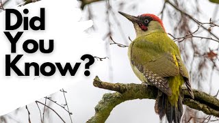 Things you need to know about GREEN WOODPECKERS [upl. by Marentic430]