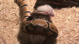 Ball Python amp Dwarf Caiman Live Feeding [upl. by Carmencita]