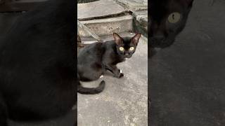 A young black cat is drooling🐈🤤young cat drooling [upl. by Blisse]