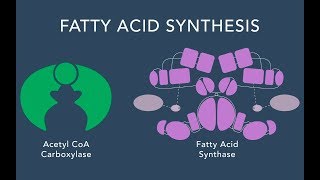 Fatty Acid Synthesis [upl. by Balkin33]