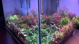 Best CO2 system for your aquarium Ultimate beginner guide for CO2 setup aquariumshopdinajpur [upl. by Deer328]