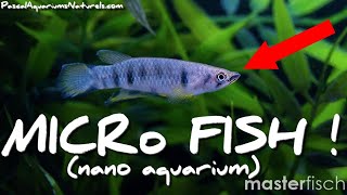 killi Epiplatys dageti monroviae idéal pour nano aquarium MasterFish  Pascal Aquariums Naturels [upl. by Atteloj]