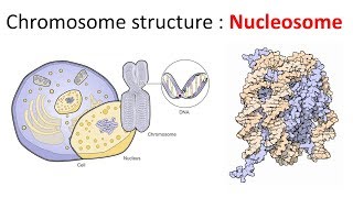 Chromatin structure  Nucleosome [upl. by Anatolio]