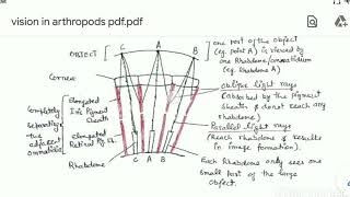 COMPOUND EYE Structure and Working Vision in Arthropods [upl. by Creighton]