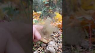 the magic of puffball mushrooms nature [upl. by Rehpotsihrc]