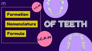 Dental Anatomy Nomenclature Formation Teeth Formula  Timeline of Eruption  Animated Explanation [upl. by Buyers]