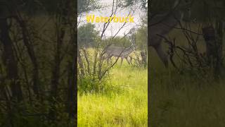 Waterbuck is spotted [upl. by Fahy]