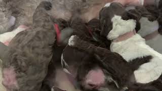 6 day old Lagotto Romagnolo Puppies [upl. by Lisandra]