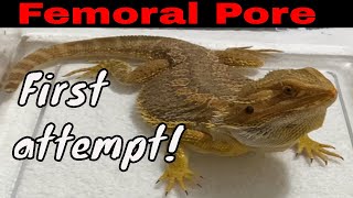 Spike the bearded dragon my first femoral pore cleaning did NOT go well [upl. by Askwith]