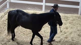 Blazin Black Mamba Ruby Buckle Stallion Owners Select Sale 2024 High Seller [upl. by Nahsad829]