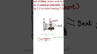 Homologous Chromosomes Alleles Finally Explained [upl. by Janice]