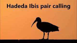 Hadeda Ibises loud call the most raucous bird in all of Africa [upl. by Stokes]