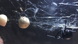 THE BLACK WIDOW SPIDERLINGS HATCHING HD [upl. by Alimaj]