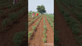 Jatharamma Jathara kuli janam Jathara Song🌾🙏 Jai Jawan Jai Kisan 🙏🌾 [upl. by Linder]