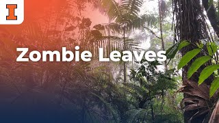 Scientists Discover ‘Zombie Leaves’ on a Tropical Tree Fern in Panama [upl. by Nylak240]