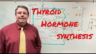 Thyroid Hormone Synthesis [upl. by Ahtiekal]