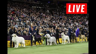 LIVE  Westminster Dog Show Live Stream  2024 Westminster Dog Show Live [upl. by Kauslick215]